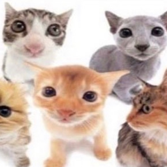 Meet your Posher, Ethan - Picture 1 of 1